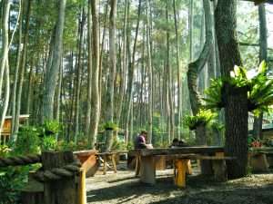 Tempat wisata di bandung yang murah, taman hutan raya di dago pakar bandung.