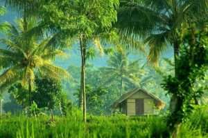 Kampung Sasak Lombok Desa Tetebatu. 