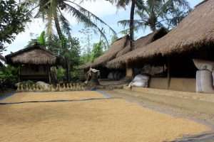 Keunikan Bahan Yang Di Pakai Untuk Membangun Rumah Adat Suku Sasak Lombok. 